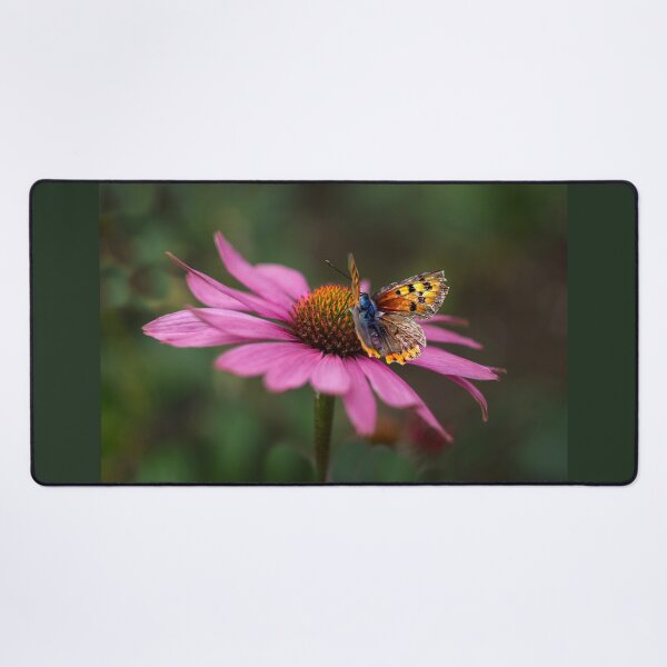 Item preview, Butterfly On Echinacea Flower designed and sold by Alisonchambers2.