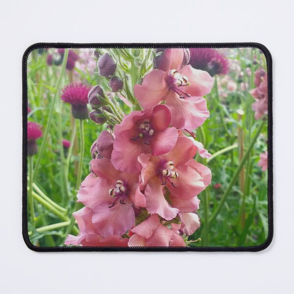 Item preview, Verbascum and Cirsium rivulare designed and sold by Floral-Art.