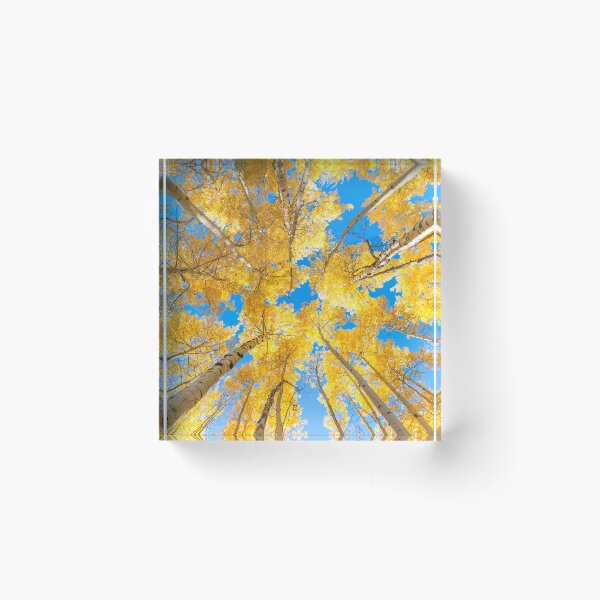 Item preview, golden aspen tree autumn designed and sold by pholange.