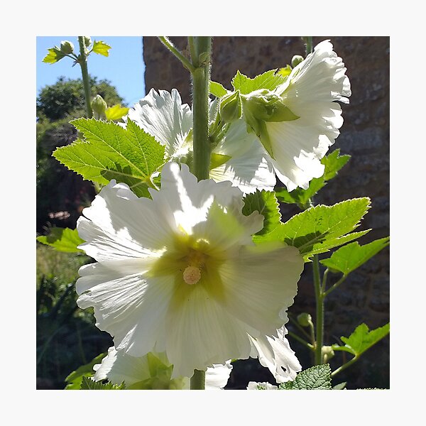 Item preview, White Hollyhocks designed and sold by Floral-Art.