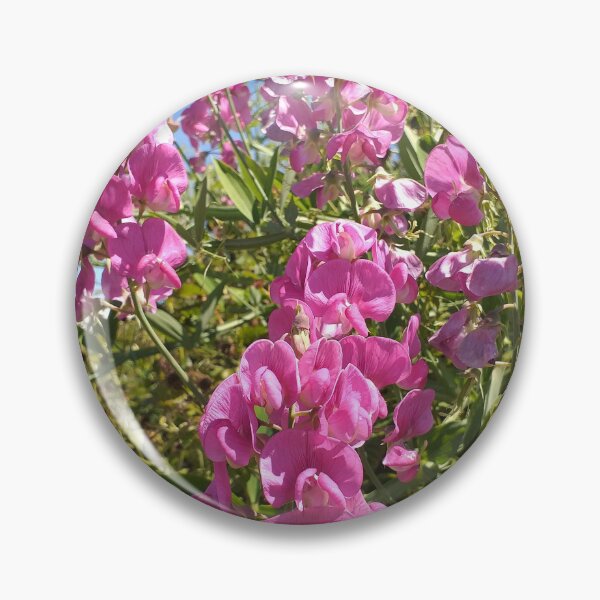 Item preview, Lathyrus latifolius designed and sold by Floral-Art.