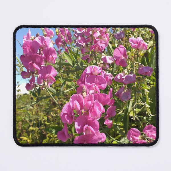 Item preview, Lathyrus latifolius designed and sold by Floral-Art.