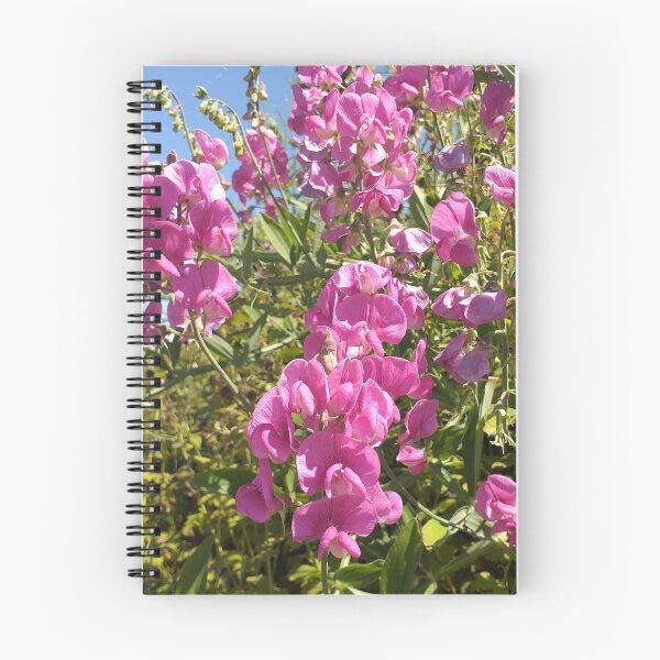 Item preview, Lathyrus latifolius designed and sold by Floral-Art.