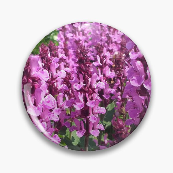 Item preview, Pink Salvia nemerosa designed and sold by Floral-Art.