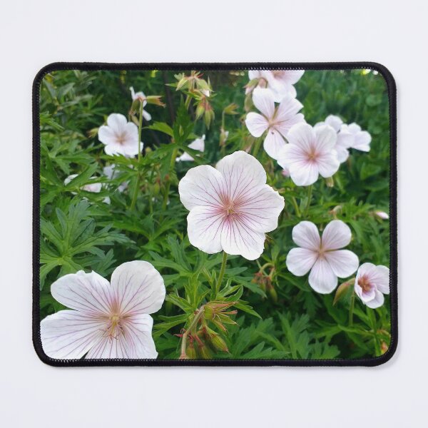 Item preview, Geranium clarkei Kashmir White  designed and sold by Floral-Art.