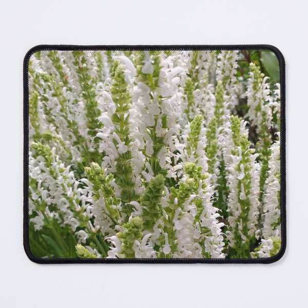 Item preview, White Salvia nemorosa Flowers designed and sold by Floral-Art.