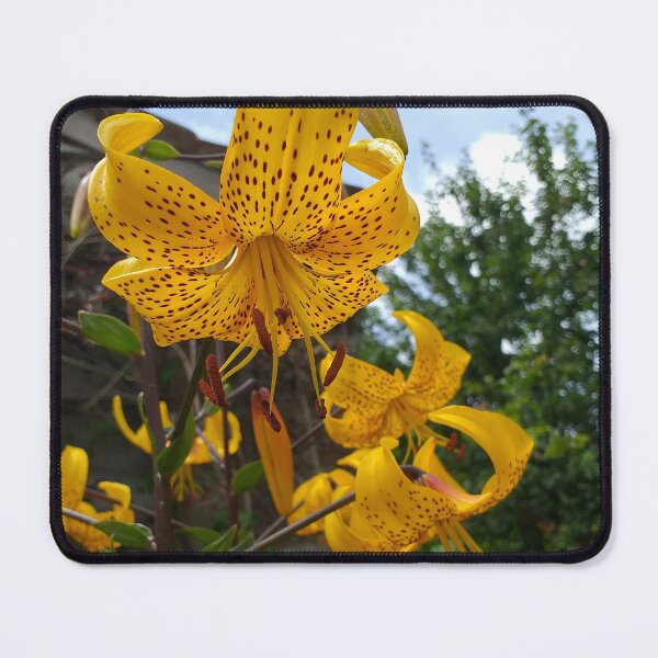 Item preview, Yellow Lilium leichtlinii  designed and sold by Floral-Art.