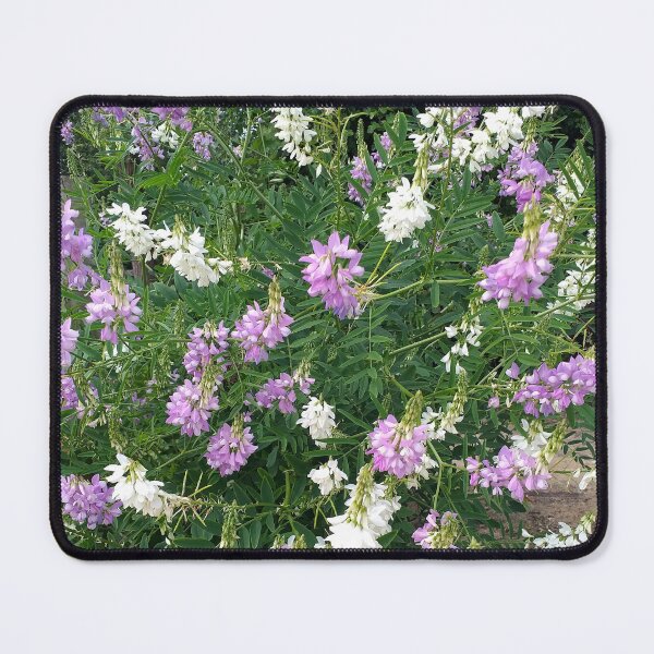 Item preview, French Lilac (Galega officinalis) plants designed and sold by Floral-Art.