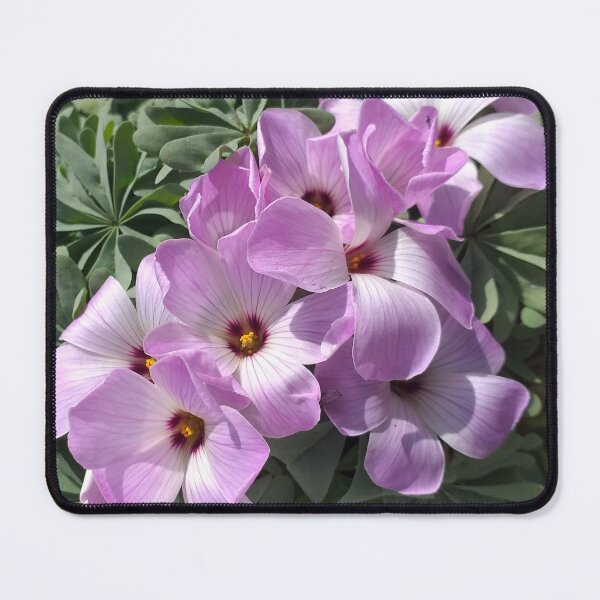 Item preview, Oxalis Flowers designed and sold by Floral-Art.
