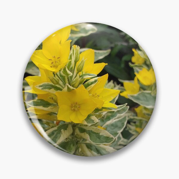Item preview, Variegated Yellow Loosetrife designed and sold by Floral-Art.