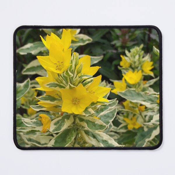 Item preview, Variegated Yellow Loosetrife designed and sold by Floral-Art.