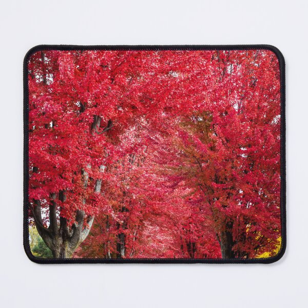 Item preview, Mape Tree driveway designed and sold by Angela King Jones.