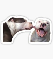pitbull1 licks pitbull 2 Sticker