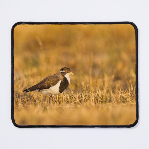 Item preview, Banded lapwing in grass Bunbury designed and sold by Images by Chris de Blank.
