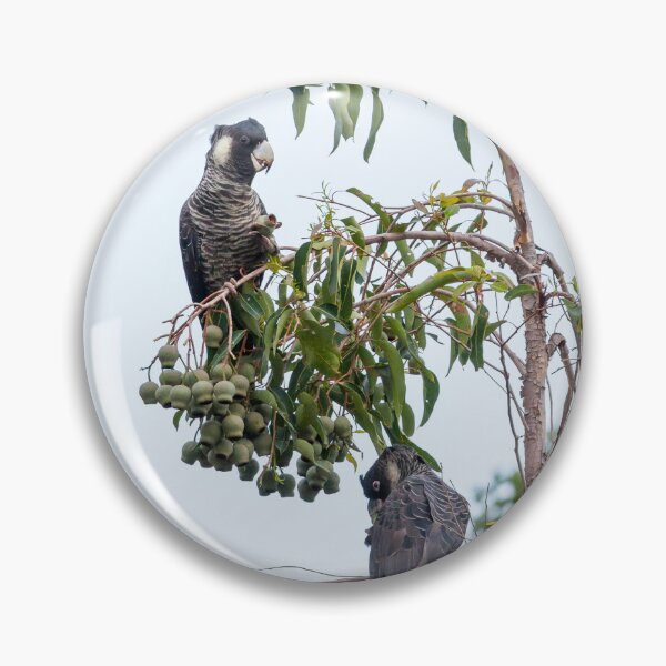 Item preview, Two Baudin's Black Cockatoos in Marri Tree designed and sold by Images by Chris de Blank.