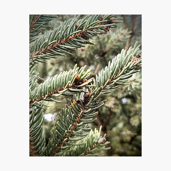 Item preview, Evergreen's Focus  designed and sold by Samanthasrodeo.