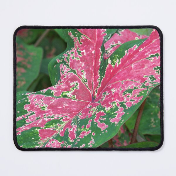 Item preview, Caladium designed and sold by okomedesign.