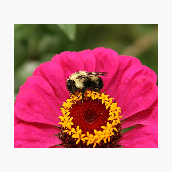 Buzzzzzzzzzz... Photographic Print