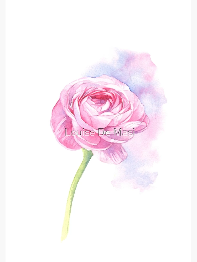 Thumbnail 3 of 3, Poster, Pink Ranunculus designed and sold by Louise De Masi.