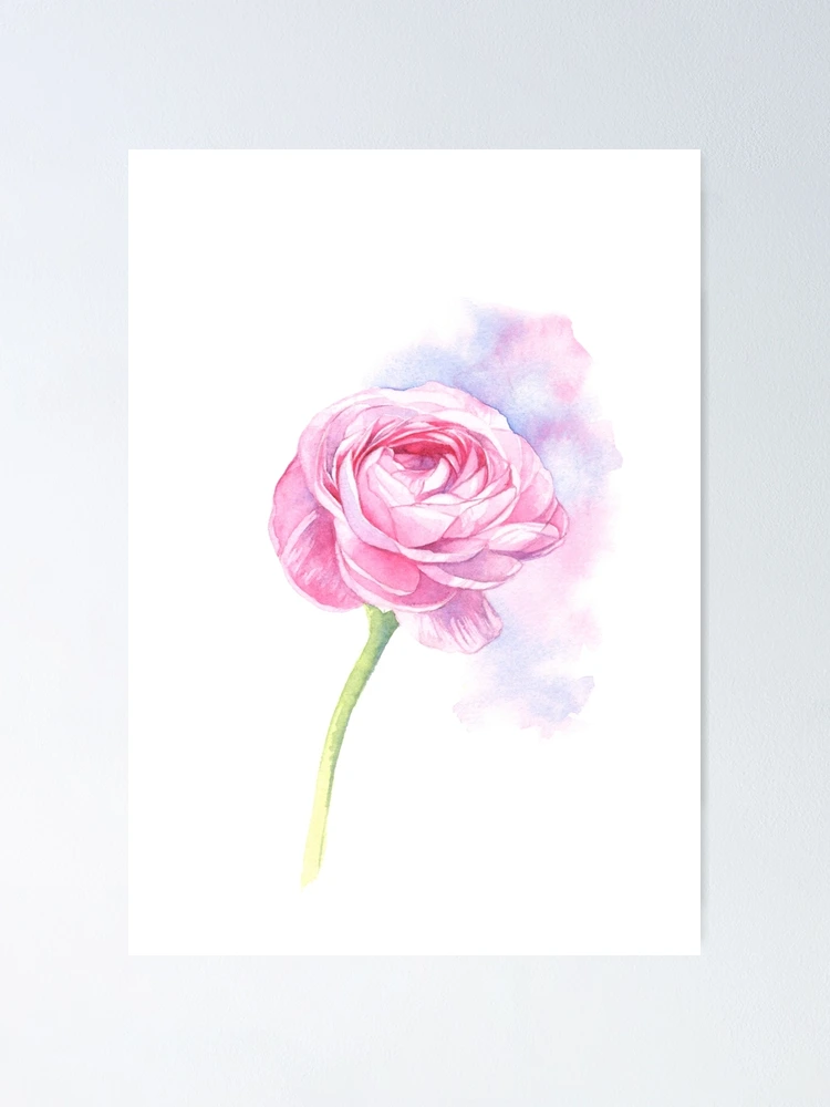 Thumbnail 1 of 3, Poster, Pink Ranunculus designed and sold by Louise De Masi.
