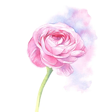 Artwork thumbnail, Pink Ranunculus by Louise De Masi