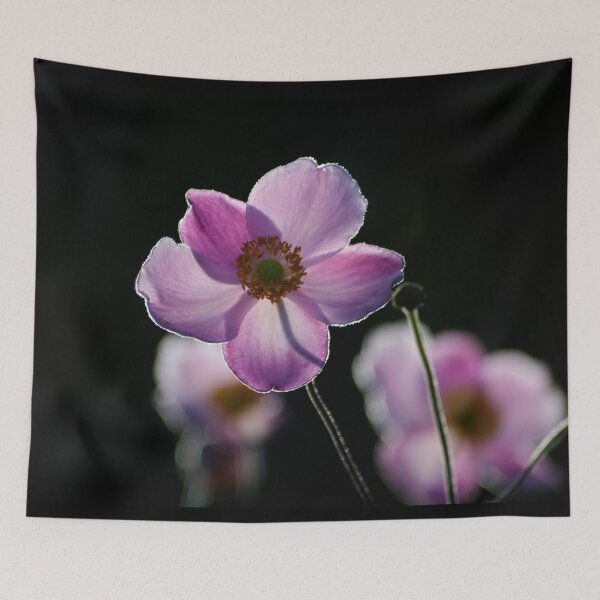 Item preview, japanese anemone with backlighting by evening sun designed and sold by AndrewJonesFoto.