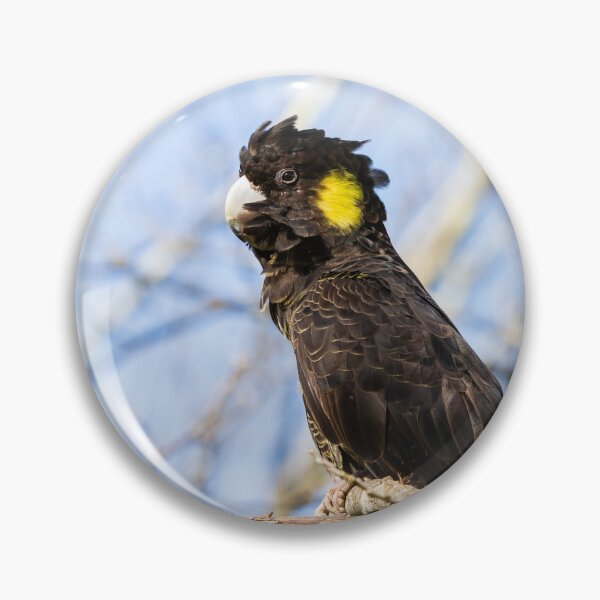 Item preview, Yellow-tailed Black Cockatoo Buckland Valley, Victoria designed and sold by Images by Chris de Blank.