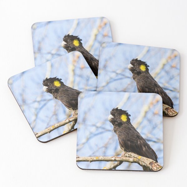Item preview, Yellow-tailed Black Cockatoo Buckland Valley, Victoria designed and sold by Images by Chris de Blank.