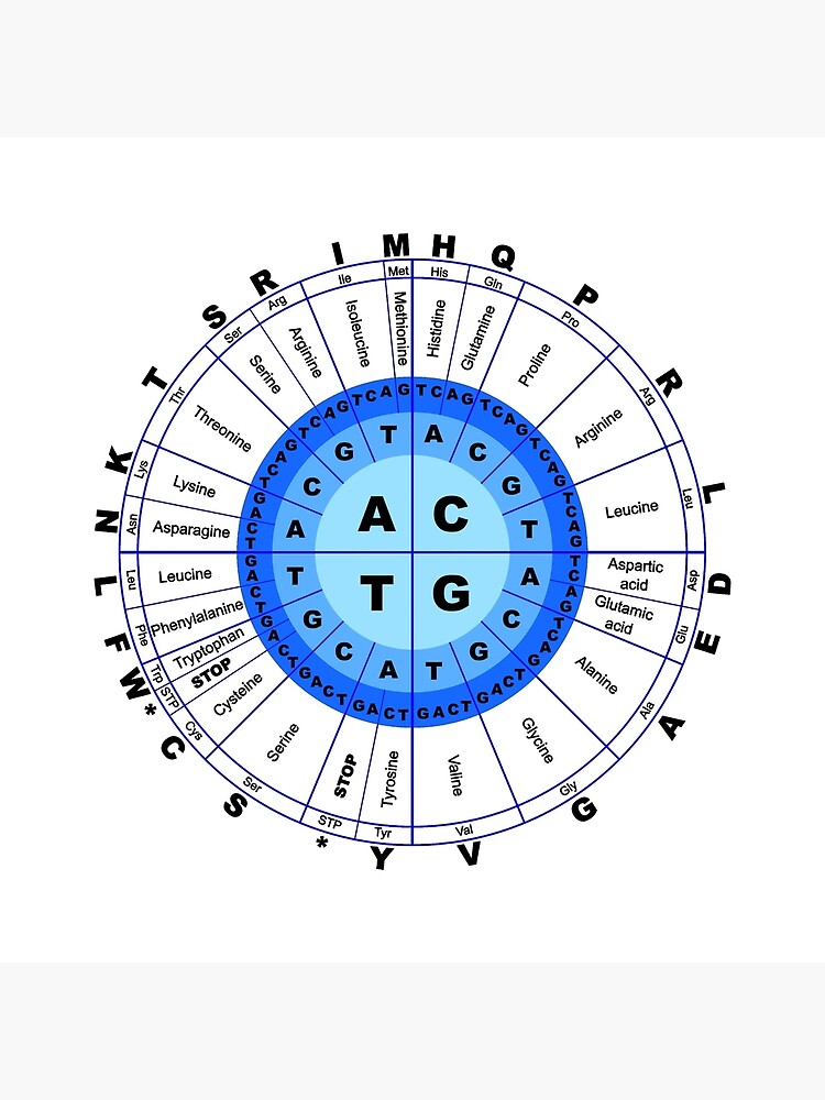 DNA, Genetic Code, Circle, Gene, Codon, Amino Acid. by TOMSREDBUBBLE