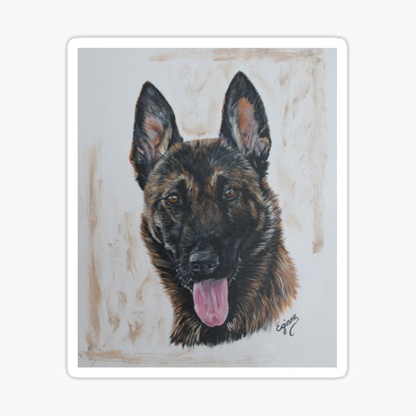 berger malinois Sticker