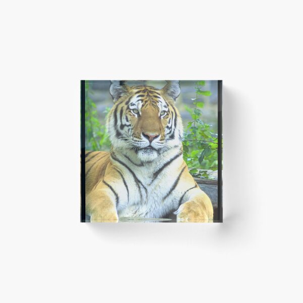 Item preview, Tiger At Rest designed and sold by TheAnimalZ00.