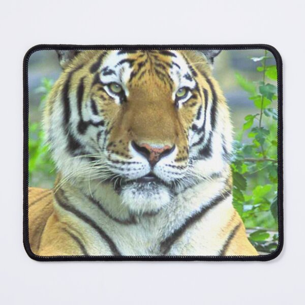Item preview, Tiger At Rest designed and sold by TheAnimalZ00.