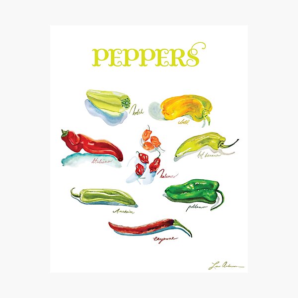 Chili Pepper Watercolor Art Photographic Print