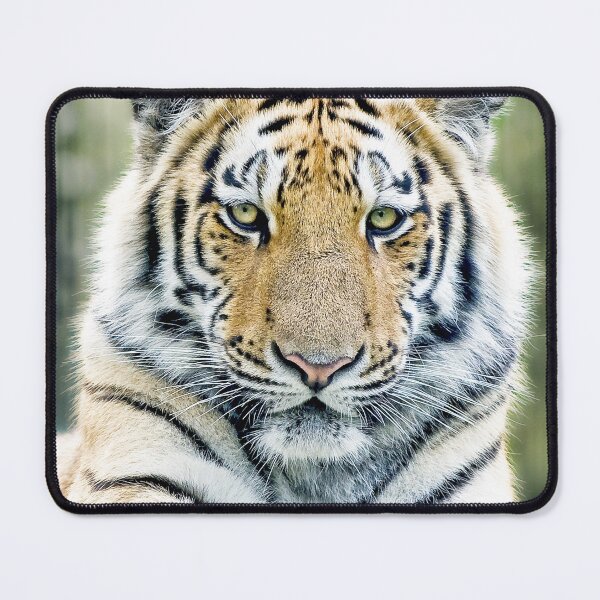 Item preview, Beautiful Siberian Tiger designed and sold by TheAnimalZ00.
