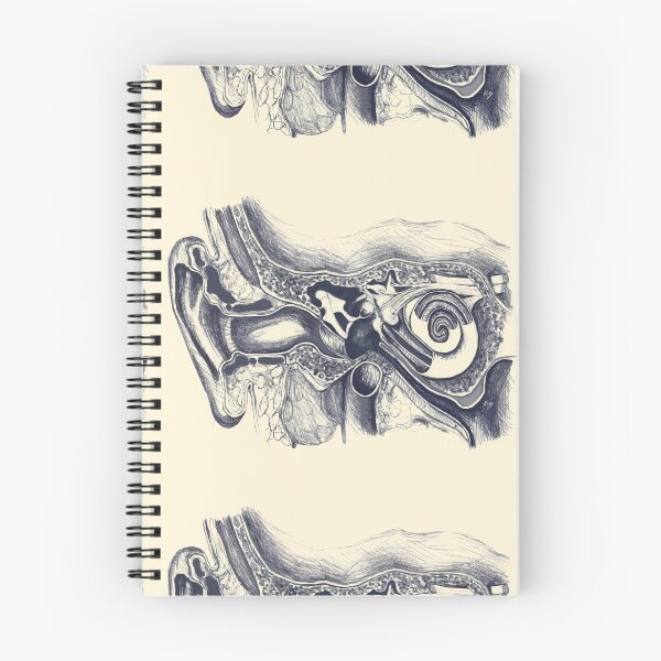 Item preview, Inner ear anatomy designed and sold by TYillustrations.