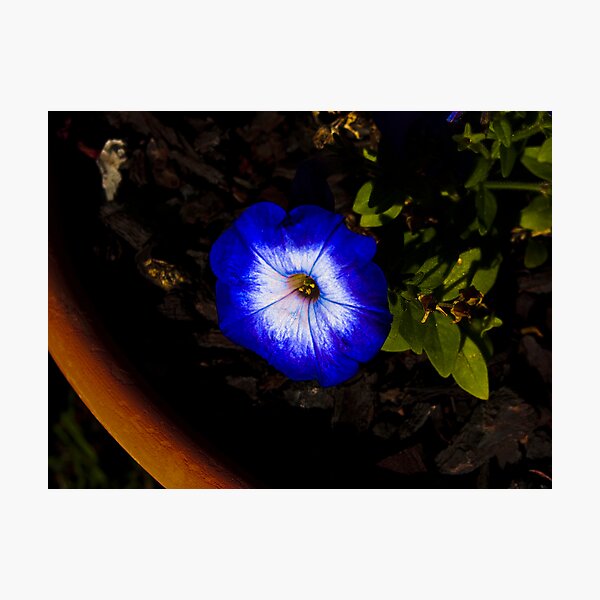 Item preview, A Blue Flower. designed and sold by tommypics.