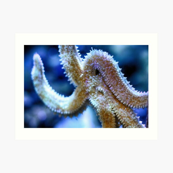 Starfish / Sea star (Close up) Art Print