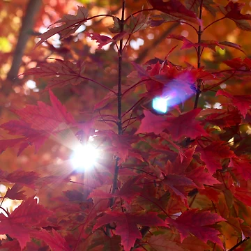 Artwork thumbnail, Fall Color by Zedidiah Sterner