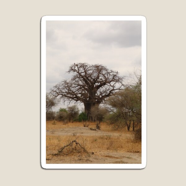 Afrique, Tanzanie, arbres, baobab, baobab, Photographie, BebiCervin Magnet