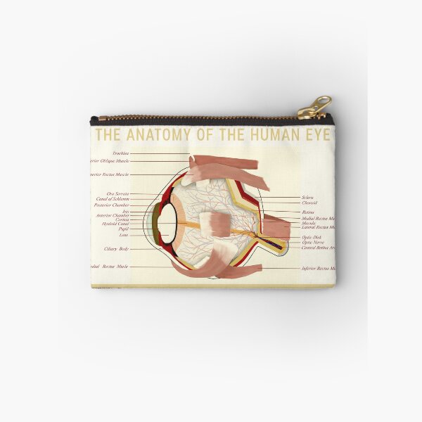Item preview, Eye anatomy  designed and sold by TYillustrations.
