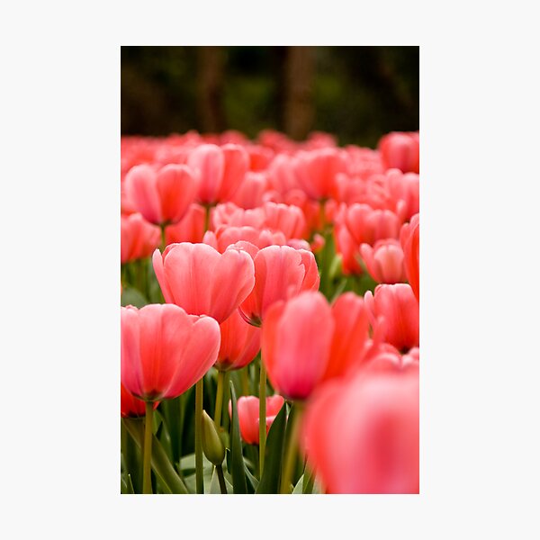 Pink Photographic Print