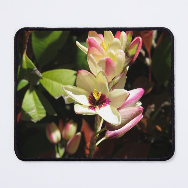 Item preview, Stunning freesias designed and sold by greentiger1.