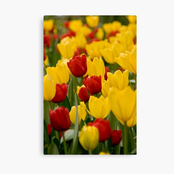 Tulip Canvas Print