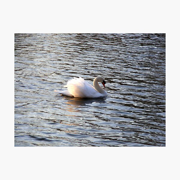 Item preview, Lonely Swan designed and sold by Tamara Bobst.