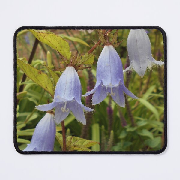 Item preview, Campanula ossetica (bellflower) designed and sold by Floral-Art.