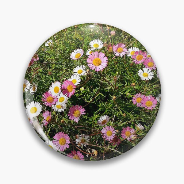 Item preview, Erigeron karvinskianus (Mexican Fleabane) designed and sold by Floral-Art.