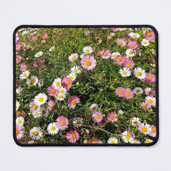 Item preview, Erigeron karvinskianus (Mexican Fleabane) designed and sold by Floral-Art.