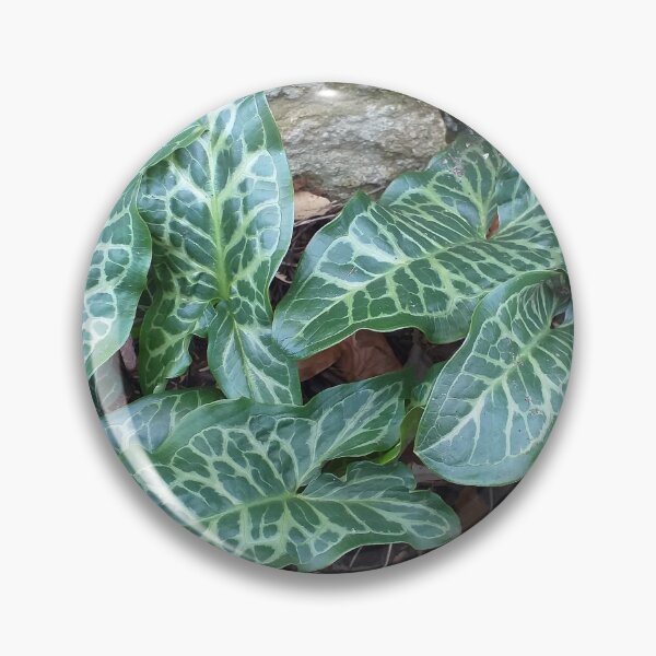 Item preview, Arum italicum (Italian Arum)   designed and sold by Floral-Art.