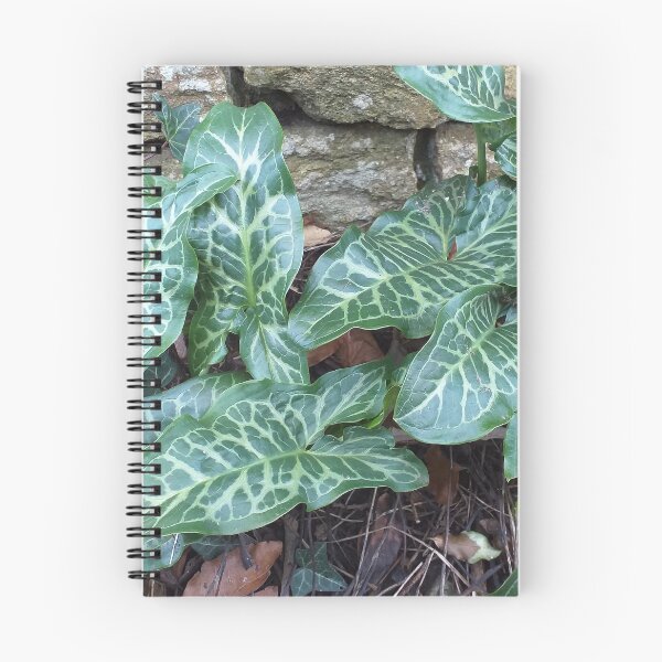 Item preview, Arum italicum (Italian Arum)   designed and sold by Floral-Art.