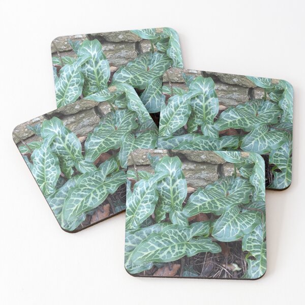 Item preview, Arum italicum (Italian Arum)   designed and sold by Floral-Art.
